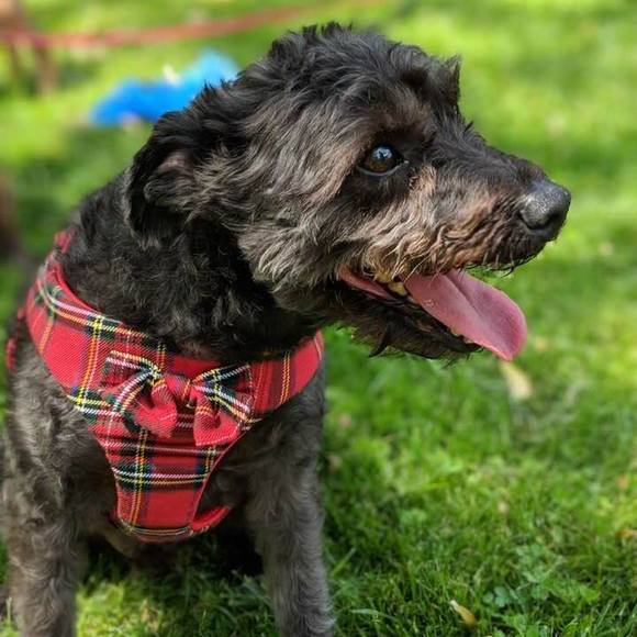 Meet your Posher, Mary - Picture 1 of 1